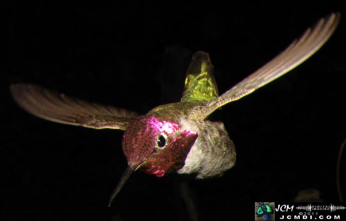 Hummingbird photo captured from Robo-Cam Motion Detection at JCMDI.COM